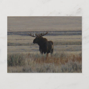 M1 Bull Moose Big Bull Postcard