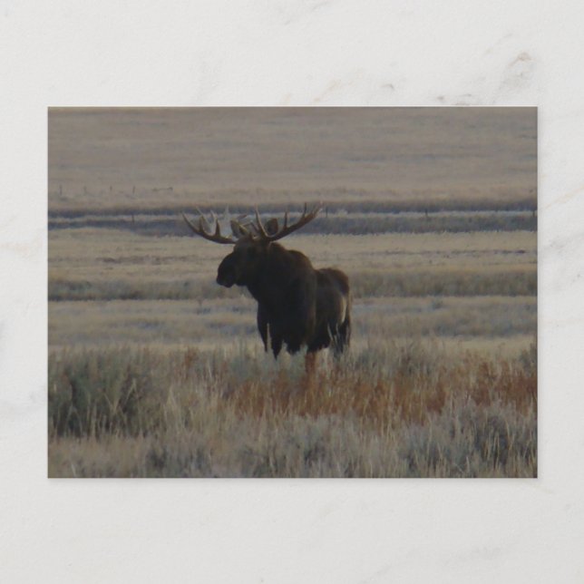 M1 Bull Moose Big Bull Postcard (Front)