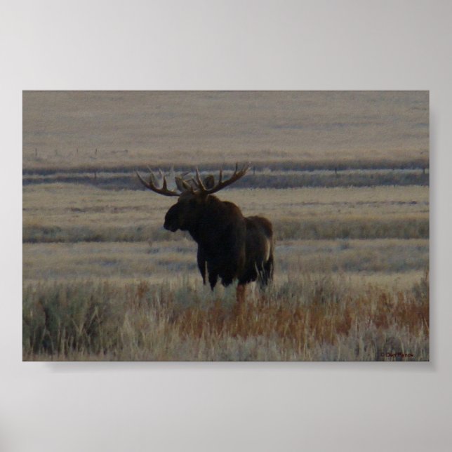 M1 Bull Moose Big Bull Poster