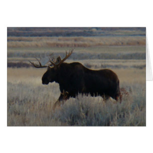 M2 Bull Moose