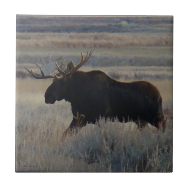 M2 Bull Moose Big bull Tile (Front)
