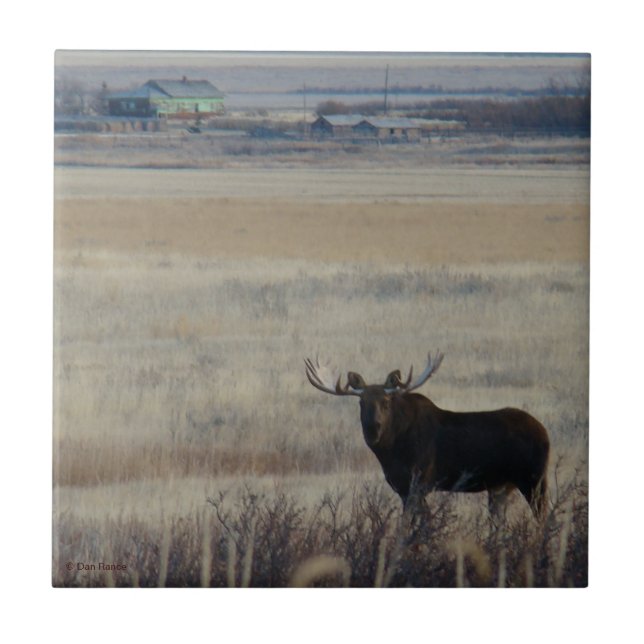 M3 Bull Moose on Farmland Tile (Front)