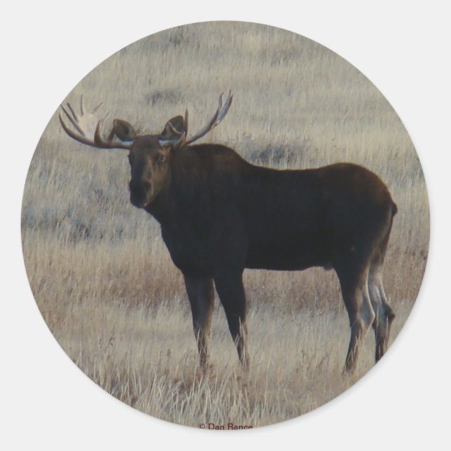 M4 Bull Moose Classic Round Sticker (Front)