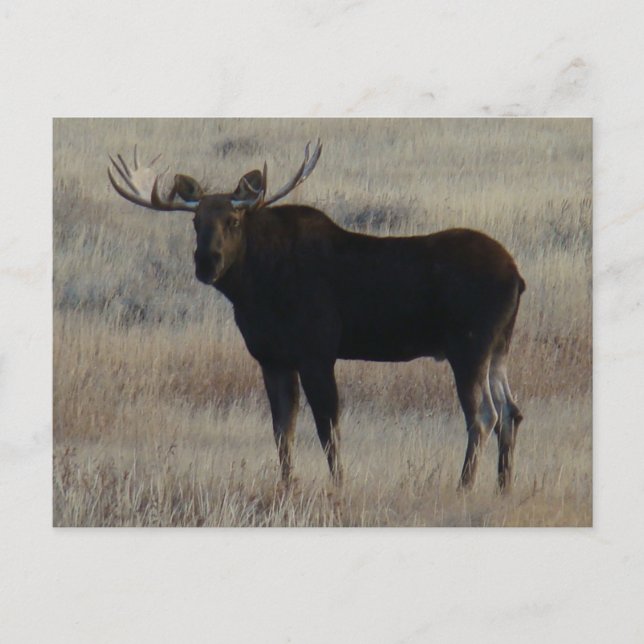 M4 Bull Moose Postcard (Front)