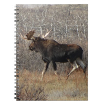 M8 Bull Moose in Scrub Brush
