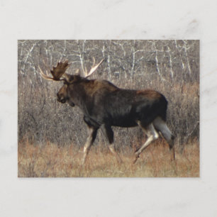 M8 Bull Moose in Scrub Brush Postcard