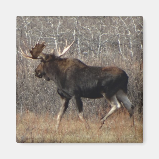 M8 Bull Moose Magnet (Front)