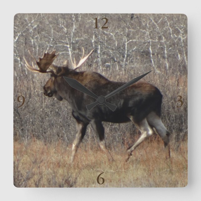 M8 Bull Moose Square Wall Clock (Front)