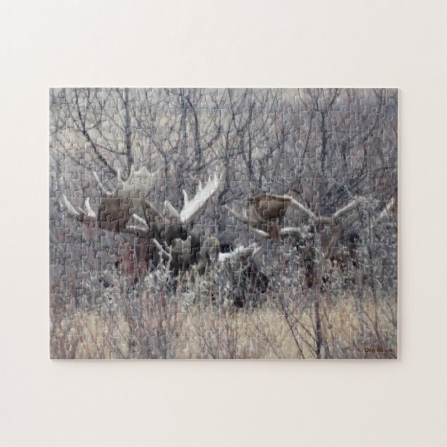 M9 Bull Moose Laying Jigsaw Puzzle (Horizontal)