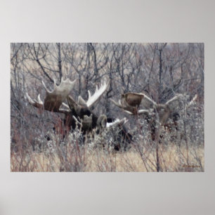 M9 Bull Moose Laying Poster