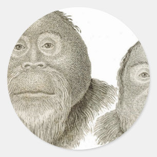 Ma & Pa - THE BABOON COUPLE Classic Round Sticker