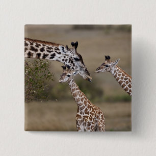 Maasai Giraffe (Giraffe Tippelskirchi) 15 Cm Square Badge