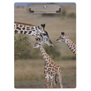 Maasai Giraffe (Giraffe Tippelskirchi) Clipboard
