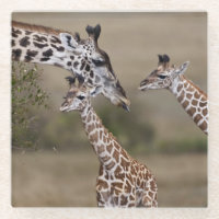 Maasai Giraffe (Giraffe Tippelskirchi)