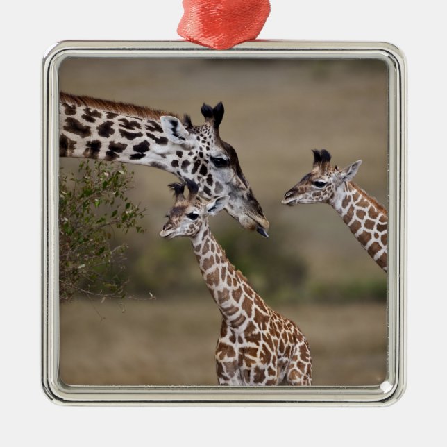 Maasai Giraffe (Giraffe Tippelskirchi) Metal Tree Decoration (Front)