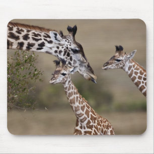Maasai Giraffe (Giraffe Tippelskirchi) Mouse Mat