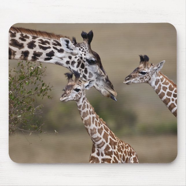 Maasai Giraffe (Giraffe Tippelskirchi) Mouse Mat (Front)
