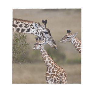 Maasai Giraffe (Giraffe Tippelskirchi) Notepad