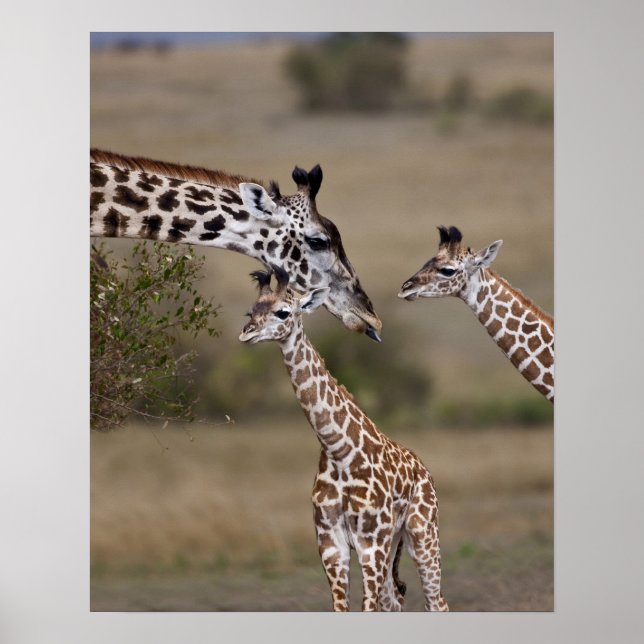 Maasai Giraffe (Giraffe Tippelskirchi) Poster (Front)