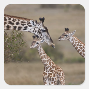 Maasai Giraffe (Giraffe Tippelskirchi) Square Sticker