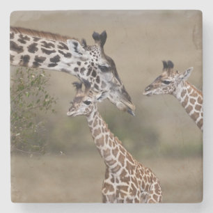 Maasai Giraffe (Giraffe Tippelskirchi) Stone Coaster