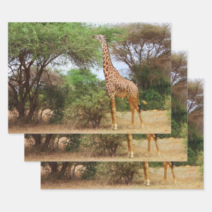Maasai Giraffe Wrapping Paper Sheet