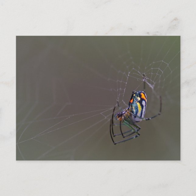Mabel Orchard Orb-weaver Spider Postcard (Front)