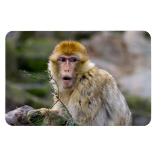 Macaca sylvanus magnet