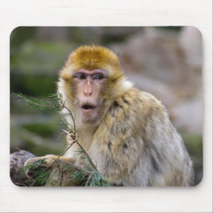 Macaca sylvanus mouse mat