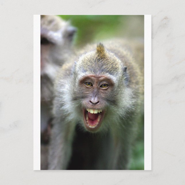 Macaque monkey postcard (Front)