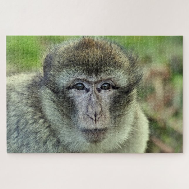 macaque monkey puzzle  (Horizontal)
