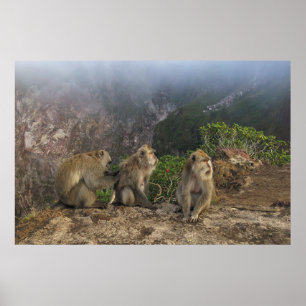 Macaques in the Mist Poster