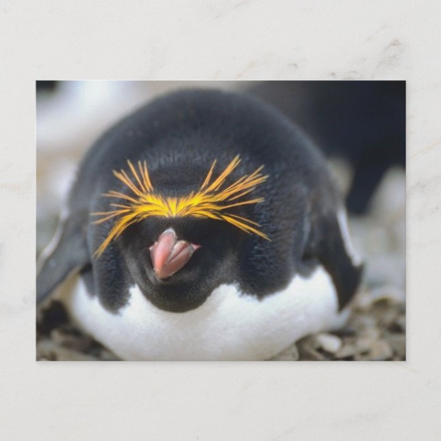 Macaroni Penguin Flop Postcard (Front)