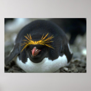 Macaroni Penguin Sitting On Egg Poster