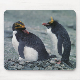 Macaroni penguins mouse mat