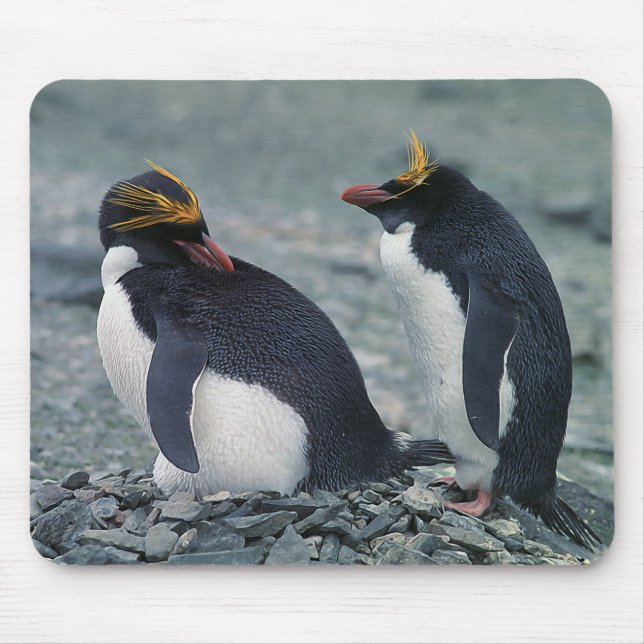 Macaroni penguins mouse mat (Front)