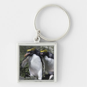 Macaroni Penguins, South Georgia Key Ring