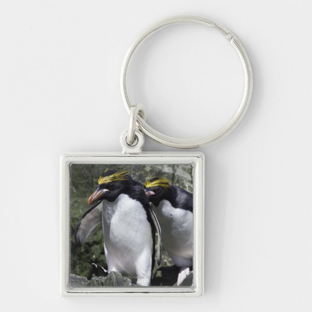 Macaroni Penguins, South Georgia Key Ring (Front)