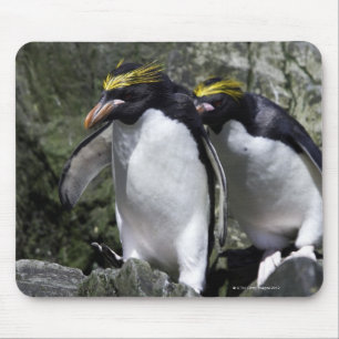 Macaroni Penguins, South Georgia Mouse Mat