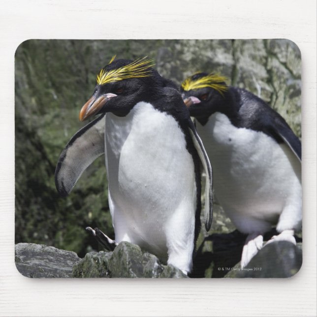 Macaroni Penguins, South Georgia Mouse Mat (Front)