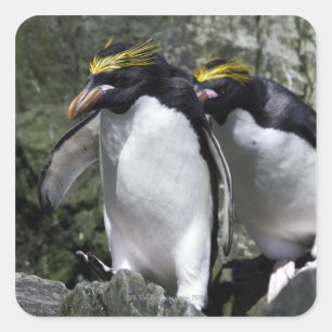 Macaroni Penguins, South Georgia Square Sticker
