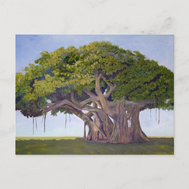 MacArthur's Banyan Postcard (Front)