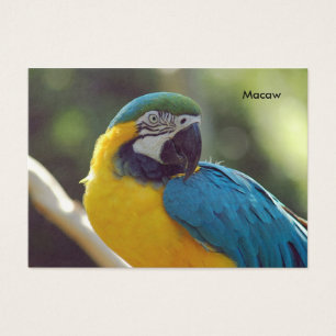 macaw