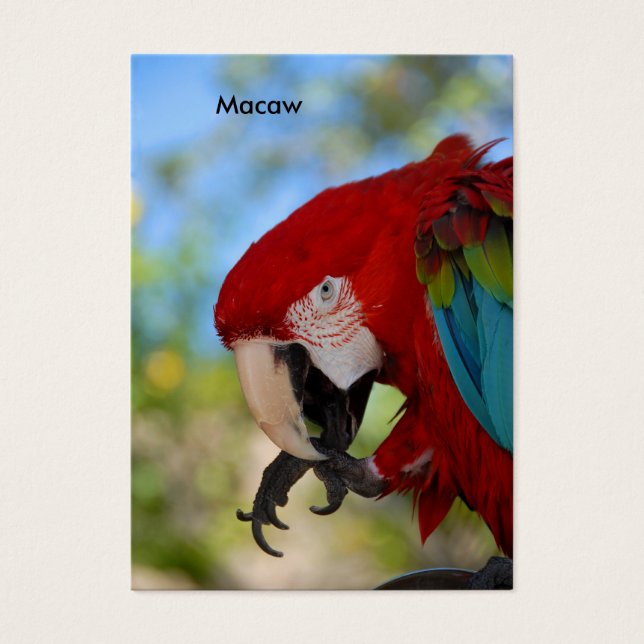 Macaw (Front)