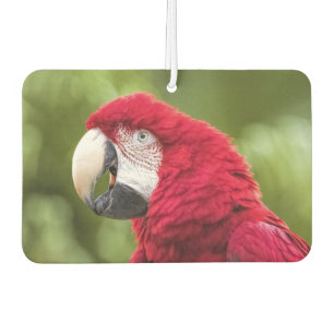Macaw Air Freshener