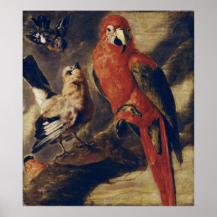 Macaw and Bullfinch Poster