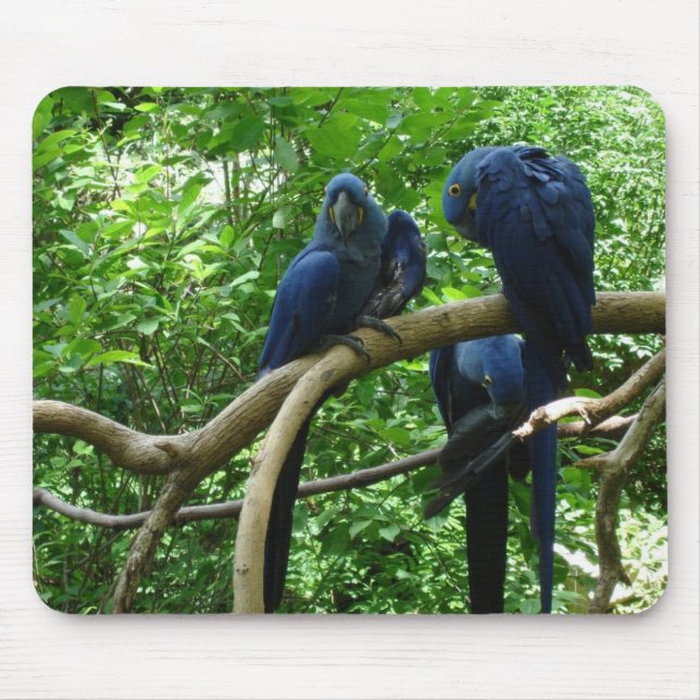 Macaw Birds Mousepad (Front)