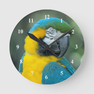 Macaw Blue and Yellow Photo Round Clock