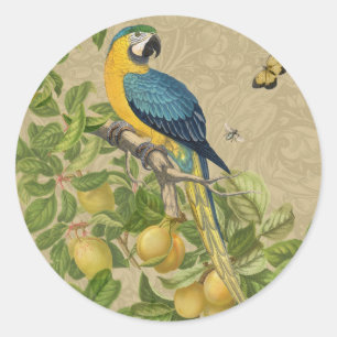 Macaw Blue Yellow Tropical Jungle Antique Classic Round Sticker