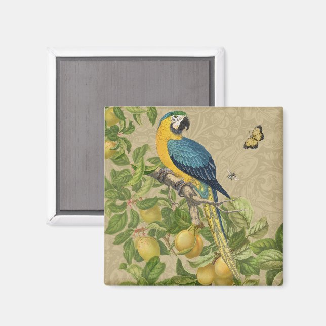 Macaw Blue Yellow Tropical Jungle Antique Magnet (Front/Back)